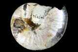 Iridescent Silver Ammonite (Beudanticeras) Fossil - Canada #180830-1